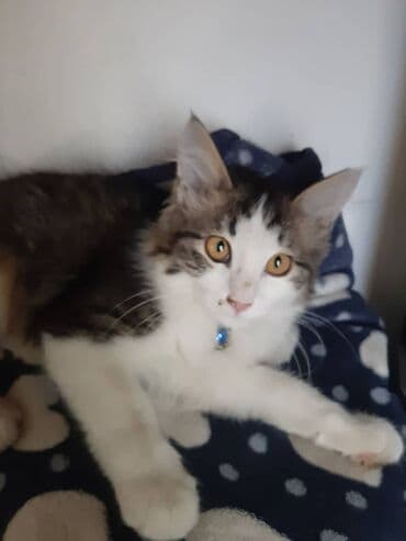 отдам кошечку в добрые руки: 2 месяца, Девочка — 8