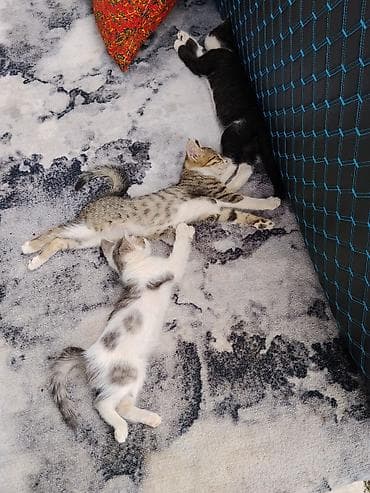Котята домашние, разного окраса: - Бело-серый с пятнышками -