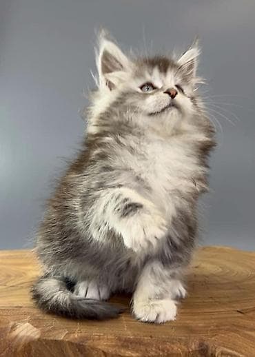 мэй кун: Питомник мейн-кунов — породистые котята - Порода: Maine Coon — — 1