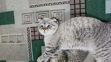 Животные: Шотландский вислоухий кот, окрас серебристый табби. Отличается — 5