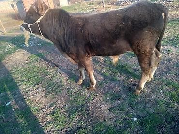 быки на племя: Продаю | Бык (самец) | Полукровка | На откорм | Привязанные — 6