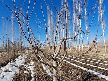удобрения для сада: Момо дарактарды бутоо — 1