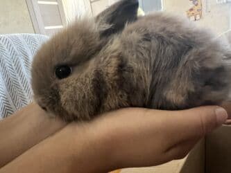 кролики декоротивные: Пухлый декоративный кролик (порода типа «львиная голова») в комплекте — 1