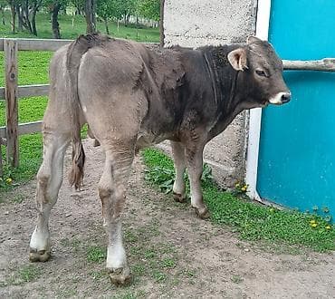 карова уй: Продаю | Бык (самец) | Швицкая | Для разведения | Искусственник — 5