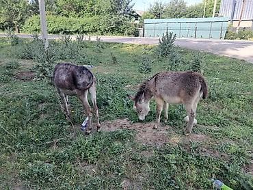 седло для осла: Ослы (2 головы) - Вид: домашние ослы, стандартного размера - Окрас — 1
