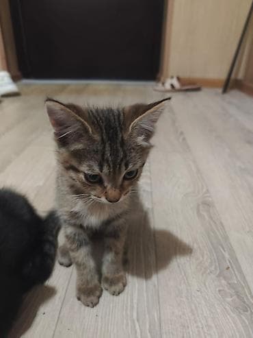 кошка белая: 3 месяца, Мальчик, Черный, Приучена к лотку — 2