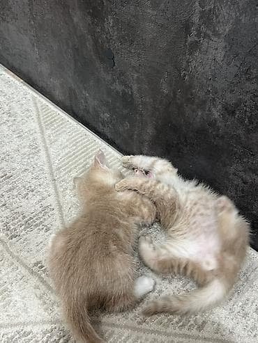 британские котята в дар: Беспородная, 1 месяц, Мальчик, Рыжий, Приучена к лотку — 5