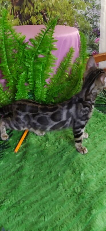 новорожденные котята: Друзья !!! питомник Бен Гла Мур с радостью предлагает новый помет. от — 6