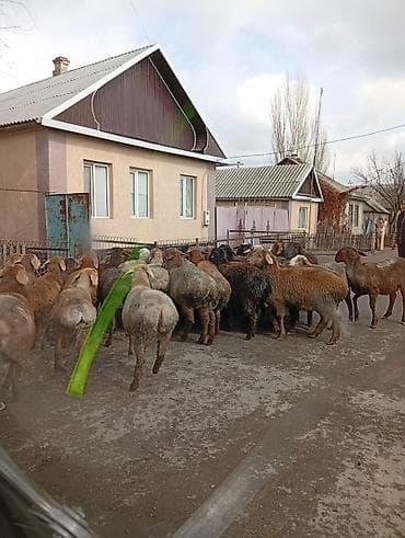 баран ягнята: Продаю | Овца (самка) | Для разведения | Матка — 2