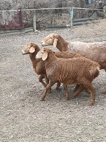 ыссык куле: Сатам | Козу, Кочкор (эркек) | Арашан | Союуга, Көбөйтүү үчүн, Жүн үчүн | Токту — 6