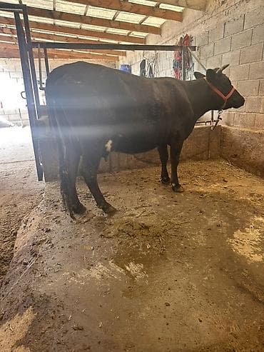 дойную корову: Продаю | Корова (самка) | Для молока | Привязанные — 3