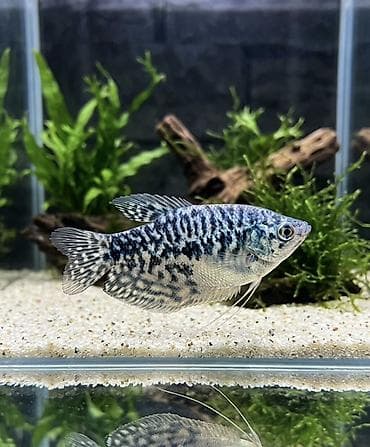 Мраморный гурами (Trichopodus/Trichogaster trichopterus, окрас