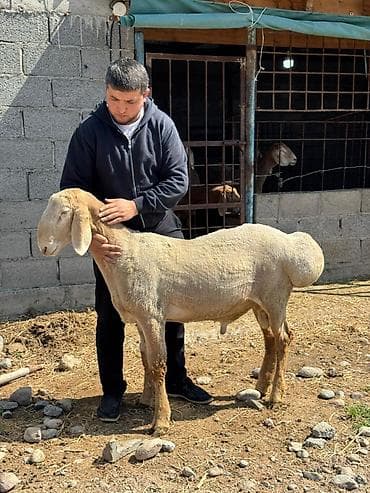 французкий баран: Продаю | Баран (самец) | Арашан | Для разведения | Племенные — 3
