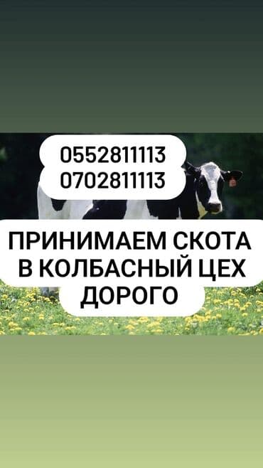 цены собак: Приём скота в колбасный цех — 1