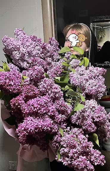 ПРОДАМ БУКЕТЫ СИРЕНИ колированная крупная светлая темная мелкая at lalafo.kg ПРОДАМ БУКЕТЫ СИРЕНИ колированная крупная светлая темная мелкая