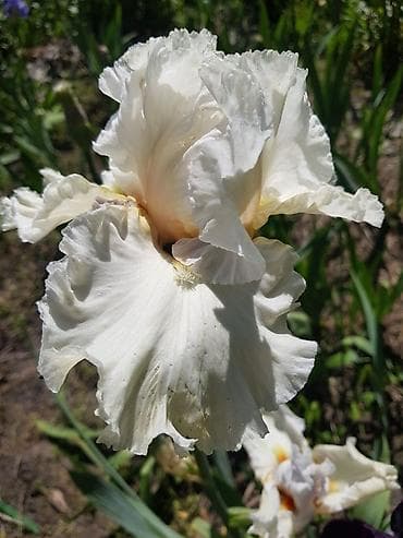 для цветов: В продаже саженцы сортовых ирисов из личной коллекции Все фото мои! — 8