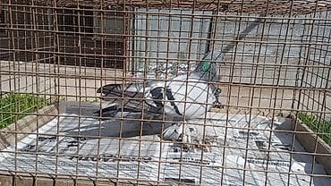 купить орла птицу: Породистый голубь (декоративно-лётный тип) - Окрас: светло-серый — 2