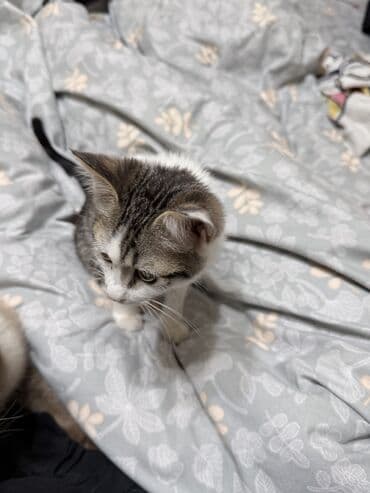 дом для котов: Кошка даром: Беспородная, 2 месяца, Девочка, Приучена к лотку, Проглистована — 4