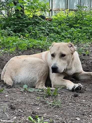 алабай самка: Собака даром: Алабай, 10 месяцев, Самка, С прививкой — 2