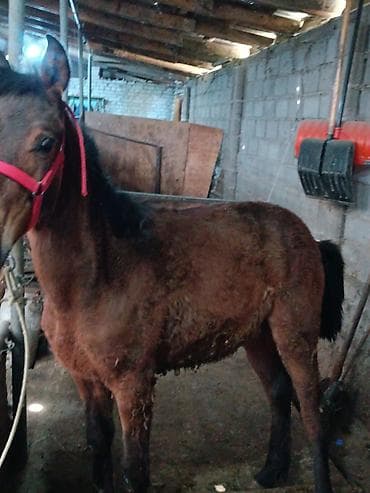жеребая: Продаю | Жеребец | Для разведения — 5