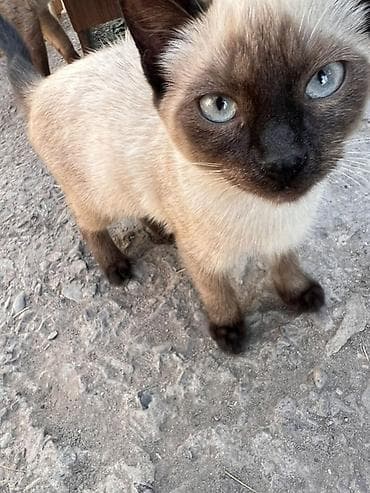 малинкий кошка: Котята разного окраса - Полосатые короткошёрстные котята с — 2
