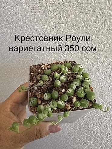 Алоказии: Укорененные черенки/отростки. Адрес 8 мкр — 3