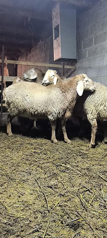 Продаю | Овца (самка) | Для разведения | Племенные at lalafo.kg Продаю | Овца (самка) | Для разведения | Племенные