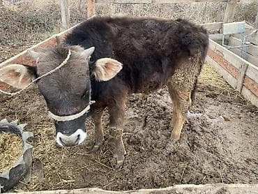 Животные: Продаю | Бык (самец) | На откорм | Привязанные — 2