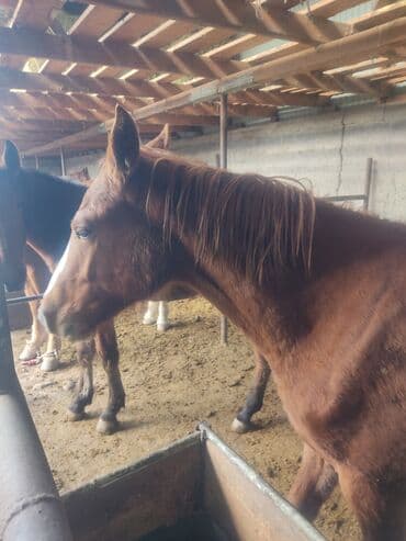 французский бульдог купить: Продаю | Кобыла (самка) | Полукровка | Для разведения — 3