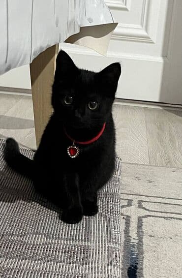 отдам породистых котят: Кошка даром: Беспородная, 4 месяца, Девочка, Приучена к лотку — 1