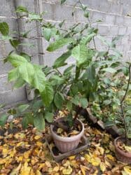 лимон комнатный купить: Продается дерево лимона — 2