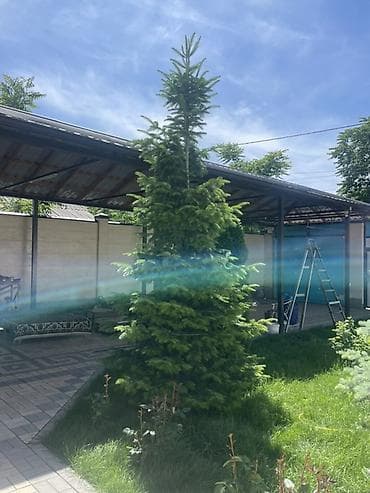 В продаже 2 ели для ландшафтного озеленения — крупномеры - Породы