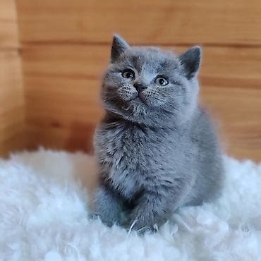 скоттиш страйт: Скотиш Страйт (Шотландская прямоухая), 2 месяца, Девочка, Голубой, Приучена к лотку, Проглистована — 1