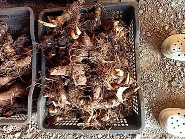 бамбук цветы: КОРНЕВИЩА/КЛУБНИ для посадки в открытый грунт - Вид: декоративные — 1