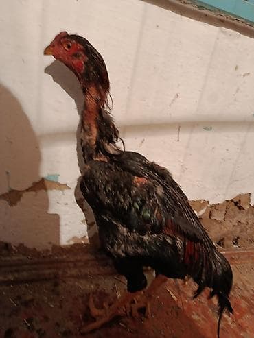 японская собака акита ину: Продаю | Петух | Для разведения — 1