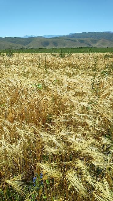 продам курей: Продам ячмень на посев, 6 рядный Арпа сатылат уронго, 6 кырлуу — 1