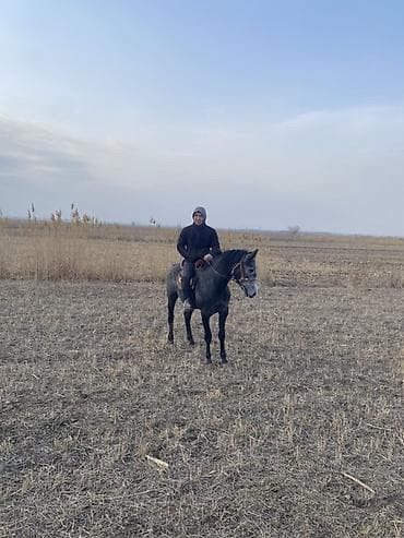 Продаю | Жеребец | Полукровка | Рабочий | Мерин at lalafo.kg Продаю | Жеребец | Полукровка | Рабочий | Мерин