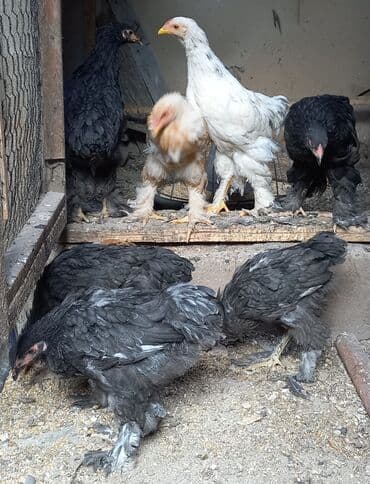 машины на продажу бишкек: Продаю | Куры | Брама — 2