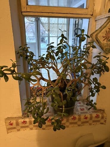 Толстянка (денежное дерево), взрослая разветвлённая форма в горшке