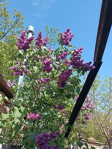 цветы сирень: Сирень садовая с крупными лилово‑фиолетовыми метёлками. - Куст — 1