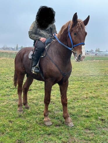 чистокровный английский: Сатам | Байтал, Жылкы (эркек) | Жумушка — 1