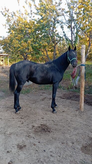 усыпление животных бишкек: Продаю | Жеребец | Конный спорт | Племенные — 5
