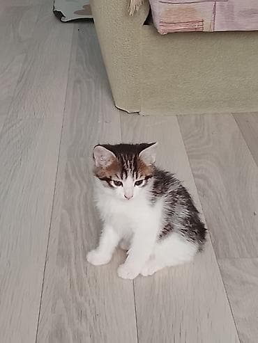 Кошки: Котята, домашние, ласковые и игривые. Дата выпуска 13 апреля — 3