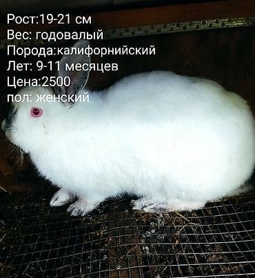 Кролики: есть и декоративные и для размножения - Возраст: 7–9 — 7