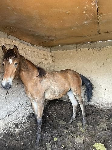 продам жеребенка: Продаю | Кобыла (самка) | На забой — 1