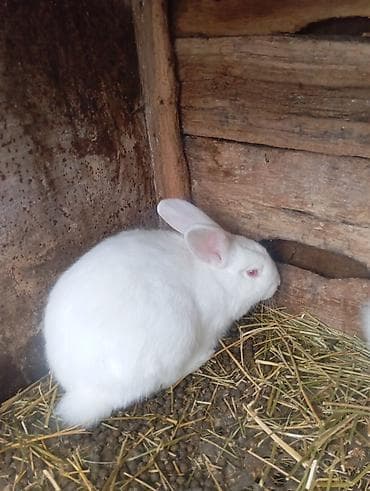 ит мал айдаган: Сатам | Ургаачы коен | Аппак бакма коен | Көбөйтүү үчүн | Асыл тукумдуу — 4