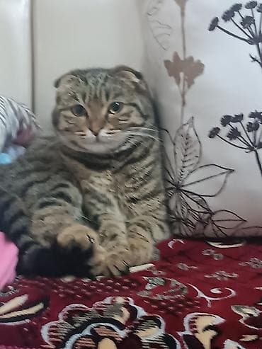 манчкин кошки: Вязка: ищу кота для вязки с вислоухой кошкой. 11 месяцев. полностью — 2