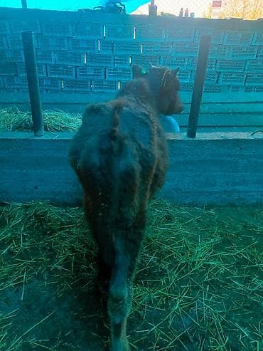 матки пчел: Продаю | Бык (самец) | На откорм — 2