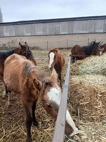 конь пони: Продаю | Жеребенок | Для разведения | Племенные — 4