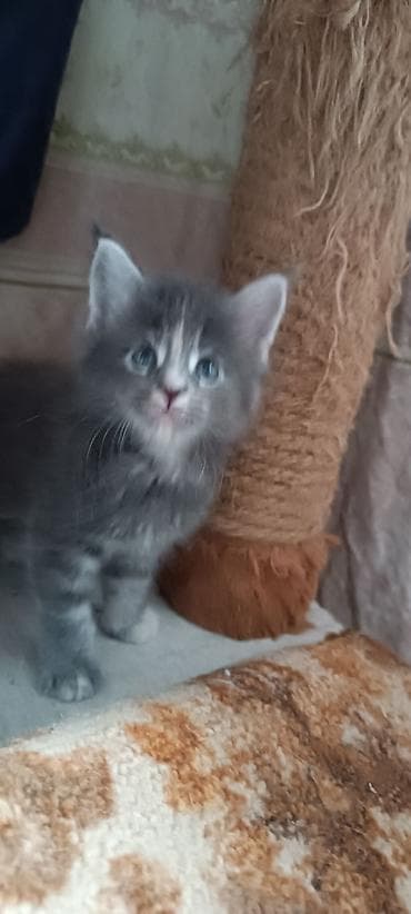 кошк: Мейн-Куны!!!🥰🥰🥰 Продаются Чистокровные,Шикарные котята! Отличная — 2